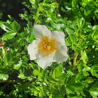 Sieversia pentapetala 